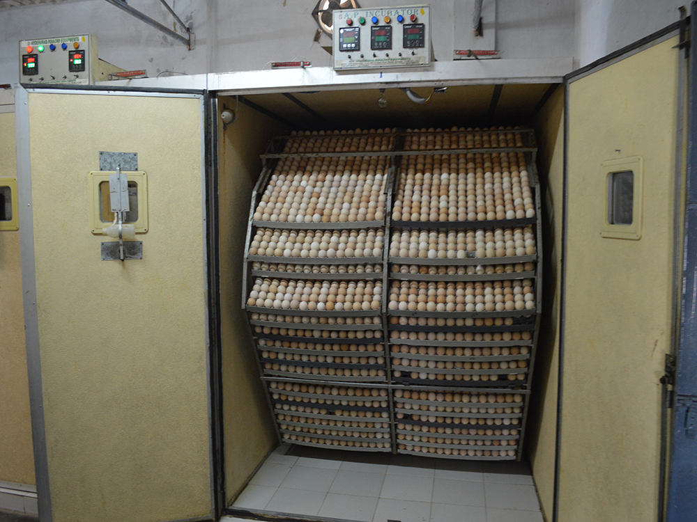 30,712 Eggs Capacity Incubator