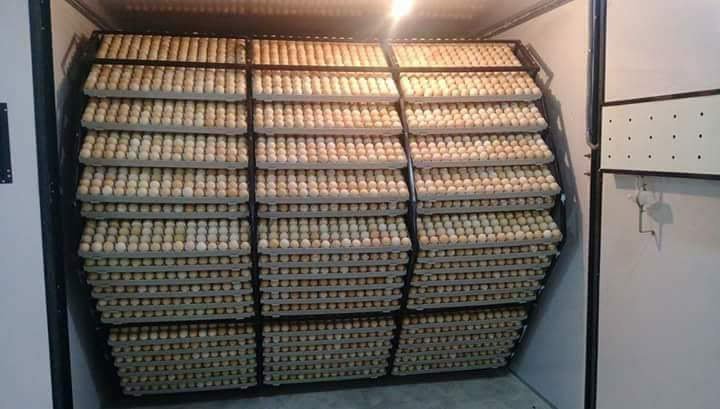 Eggs loaded inside incubator