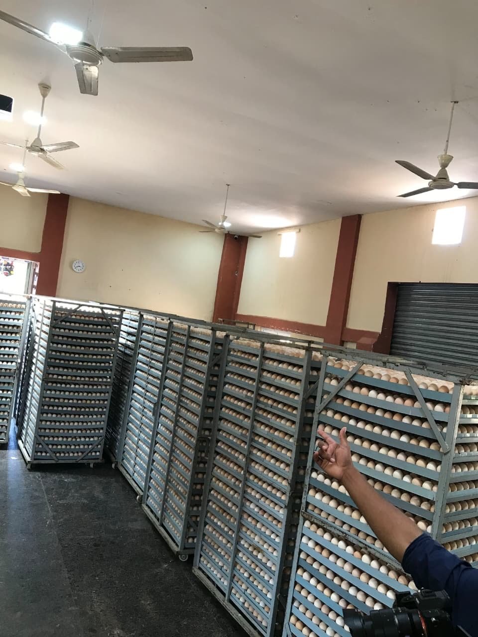 Racks of egg setting trays