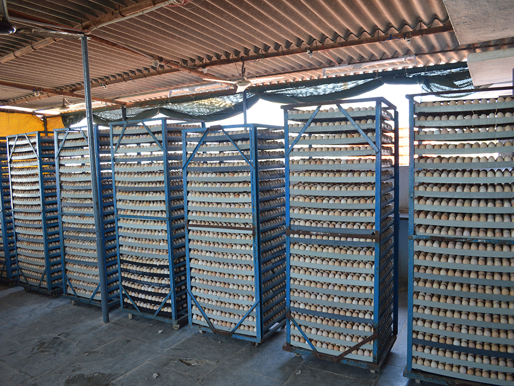 Egg Trolley Tray