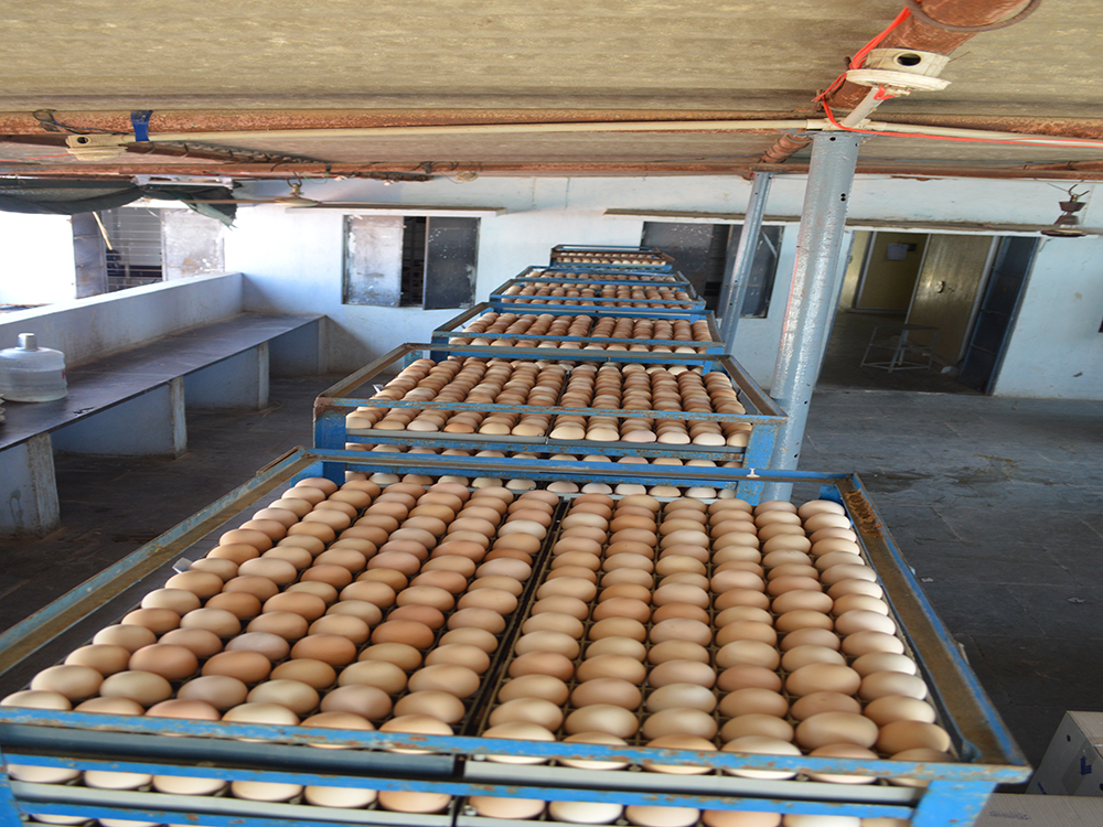 Egg Setting Tray