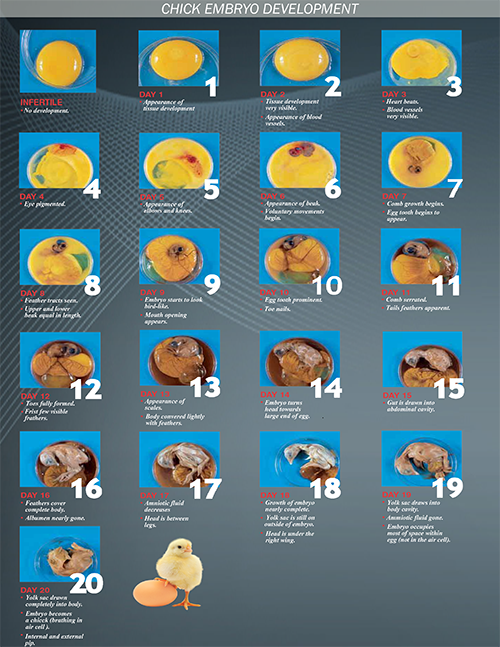 Chicken embryonic development day by day