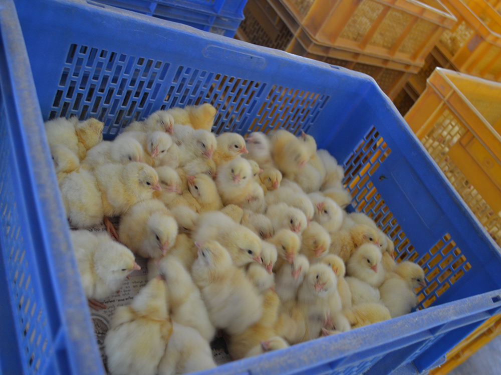 200 Eggs Hatchery Tray